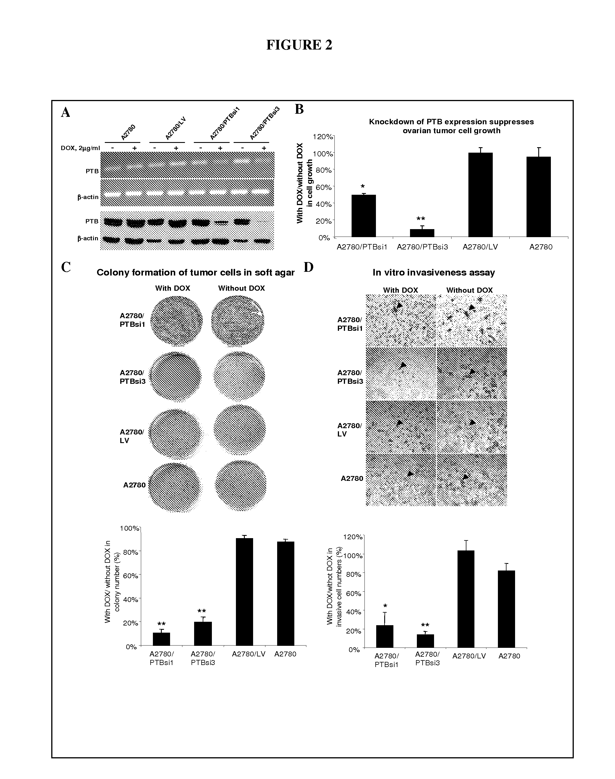 Methods for Identifying Modulators of Pyrimidine Tract Binding Protein