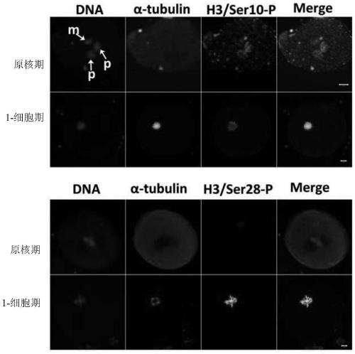 Application of human histone h3 Ser10 and Ser28 in identification of developmental staging of human early embryo