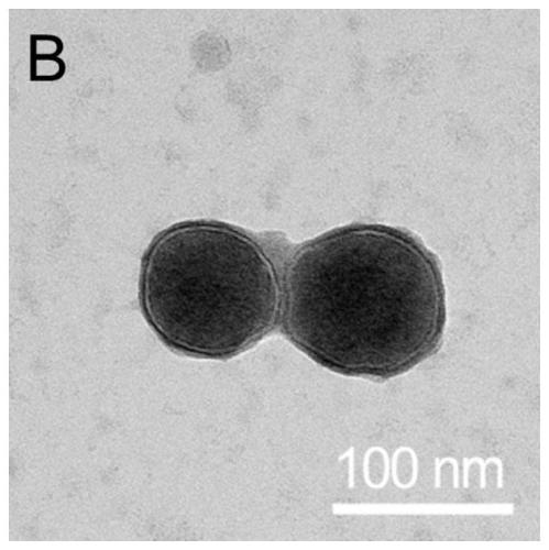 Three-dimensionally cultured mesenchymal stem cells derived exosomes and preparation method and application thereof