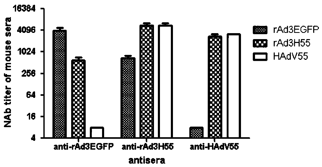 Recombinant adenovirus, and quadrivalent adenovirus vaccine and preparation method thereof