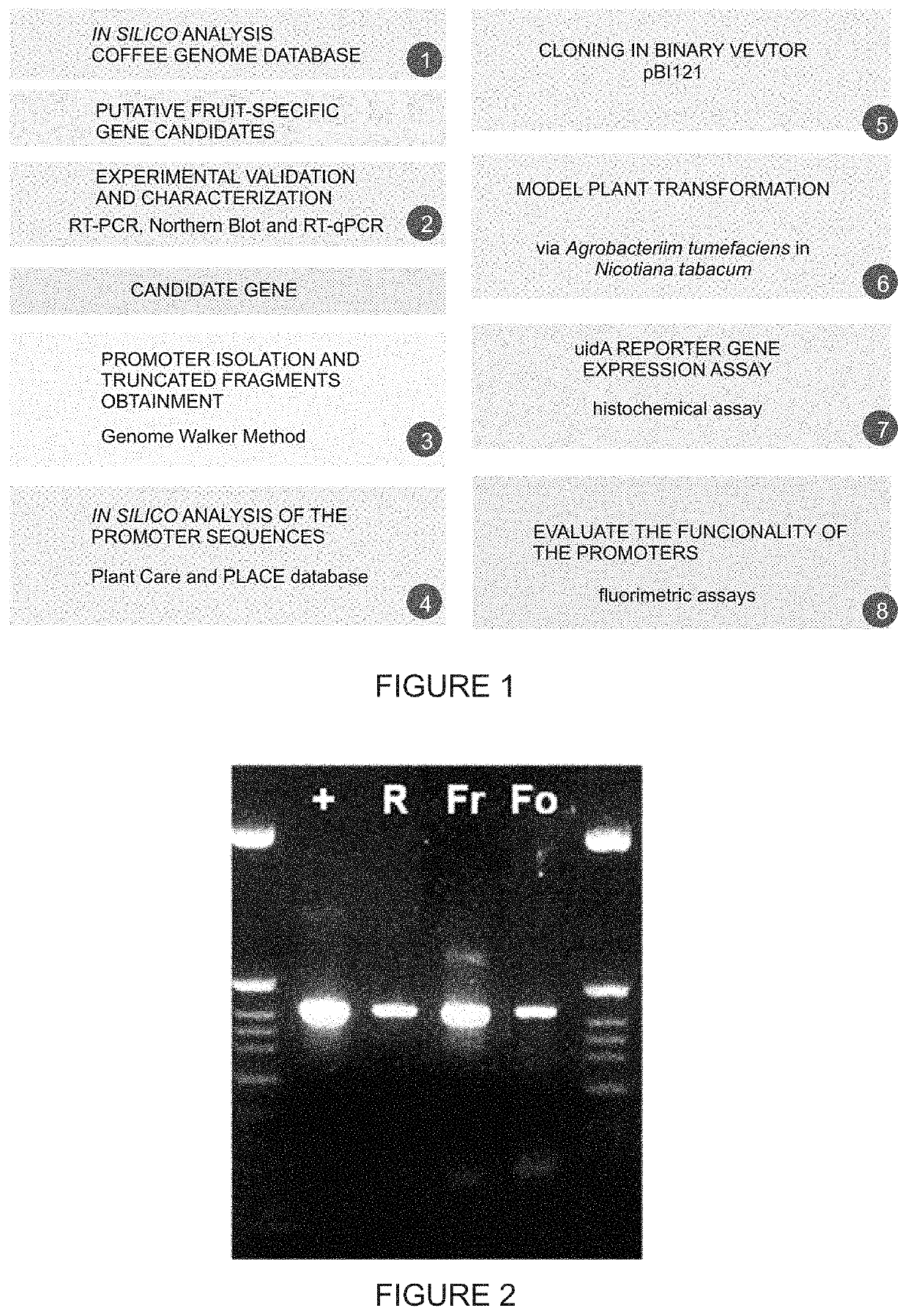 Endosperm-specific promoter from the lipid transfer protein 1 gene of <i>Coffea arabica </i>