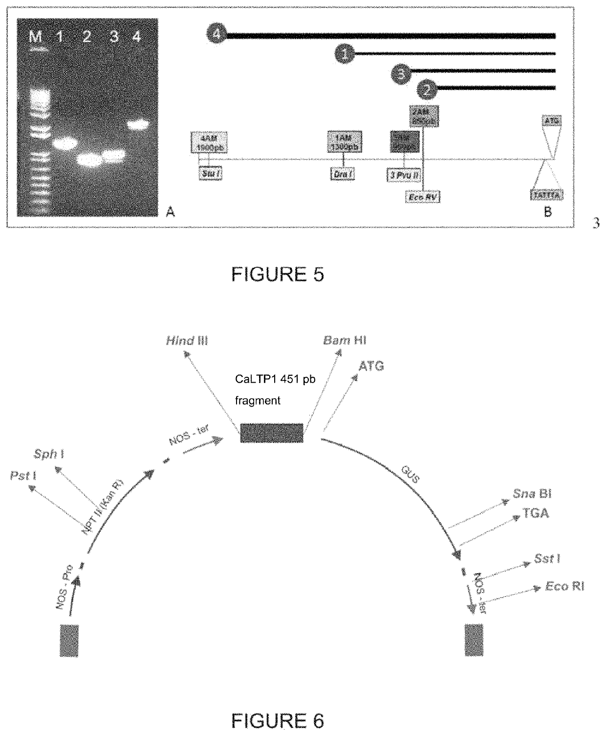 Endosperm-specific promoter from the lipid transfer protein 1 gene of <i>Coffea arabica </i>