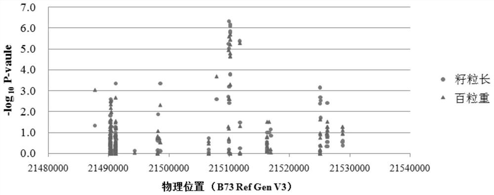 A molecular marker related to corn grain yield and quality