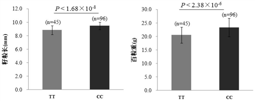 A molecular marker related to corn grain yield and quality