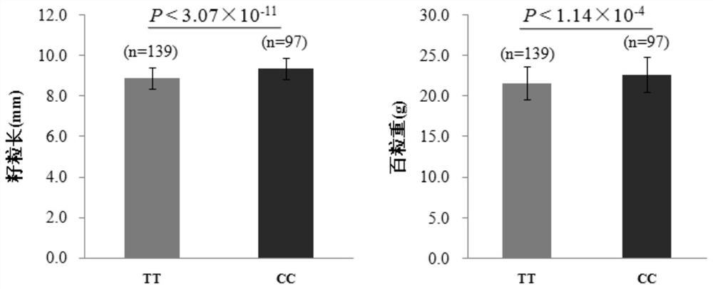 A molecular marker related to corn grain yield and quality