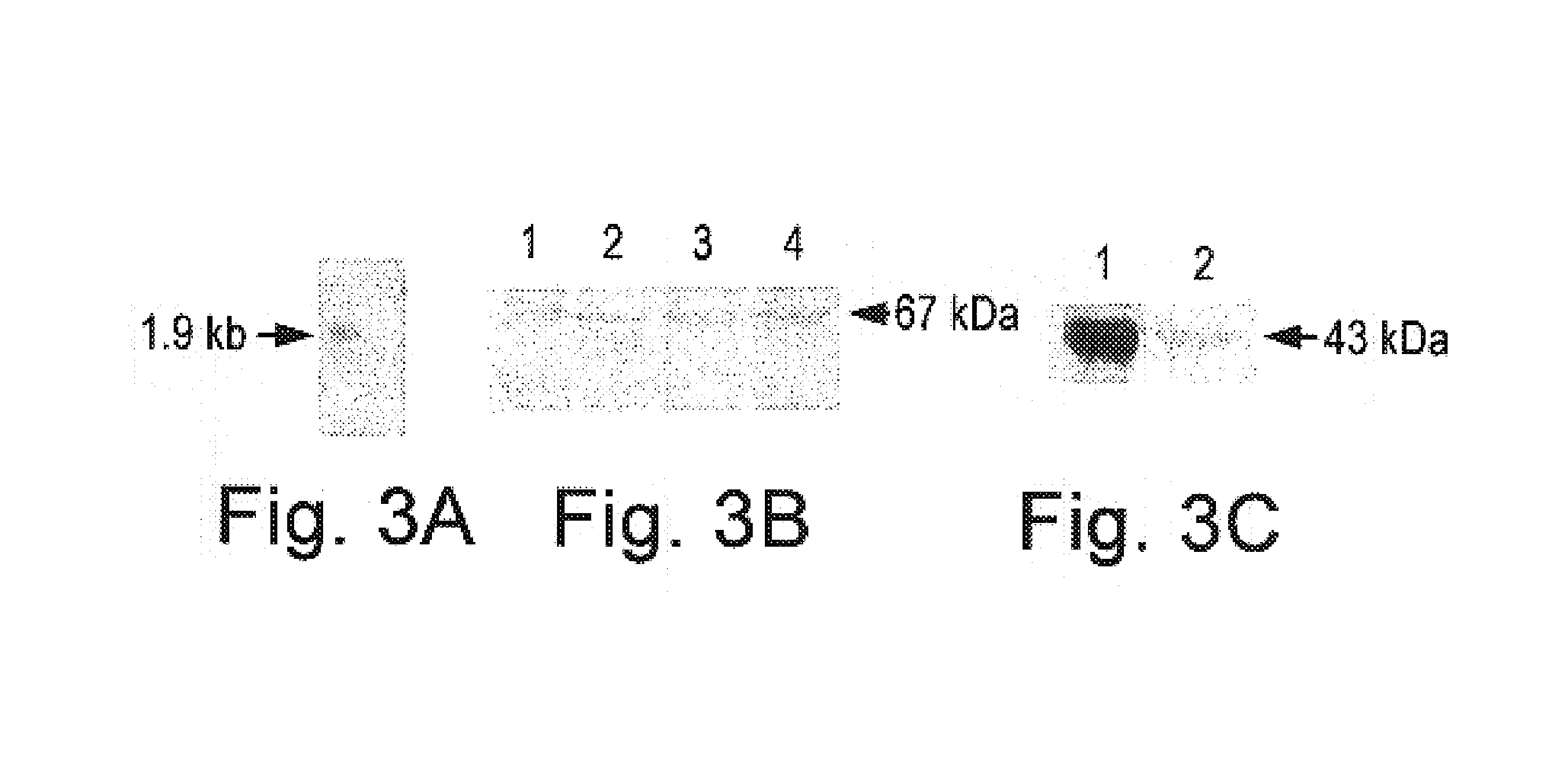 Adipocyte Insulin adpinsl with Insulin A and B chains and an effective method of treating type 2 diabetes in a subject using adipocyte insulin