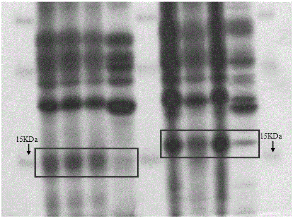 Method for identifying apis cerana honey and apis mellifera honey