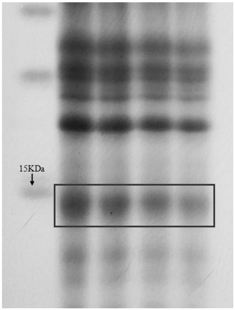 Method for identifying apis cerana honey and apis mellifera honey