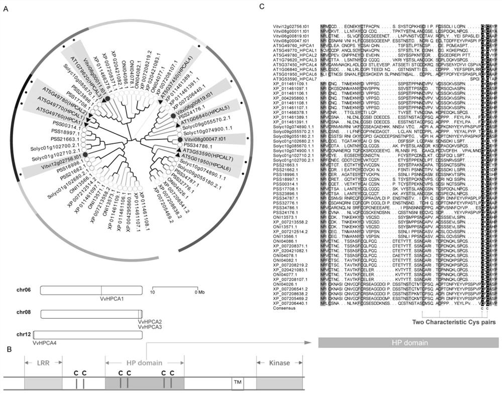 Grape hydrogen peroxide receptor gene as well as encoding protein and application thereof