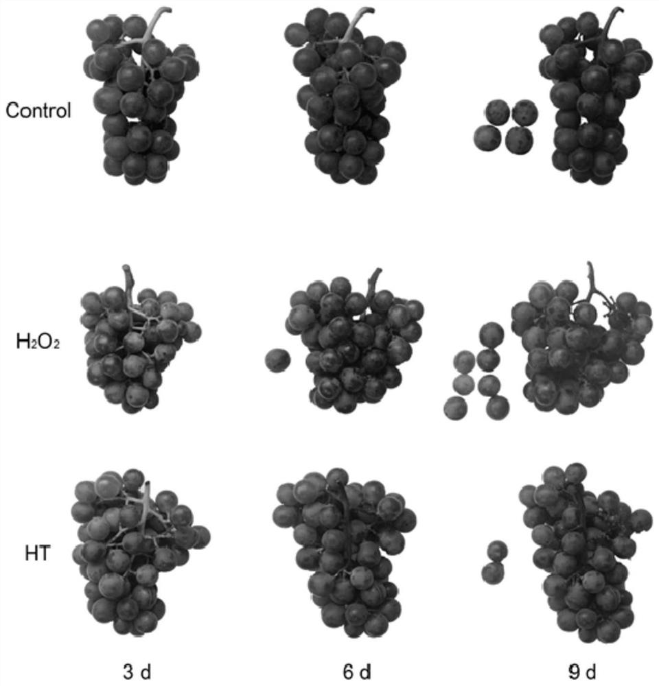 Grape hydrogen peroxide receptor gene as well as encoding protein and application thereof