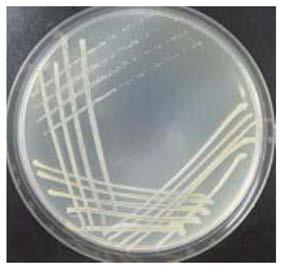 An Antimony-resistant Bacteria nxh1 and Its Application