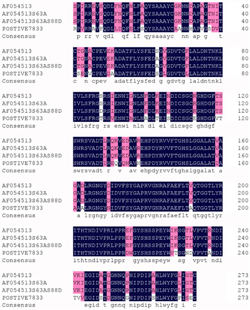 Thermomyces lanuginosus lipase mutant and coding gene