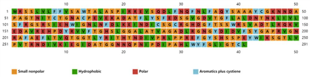 Thermomyces lanuginosus lipase mutant and coding gene