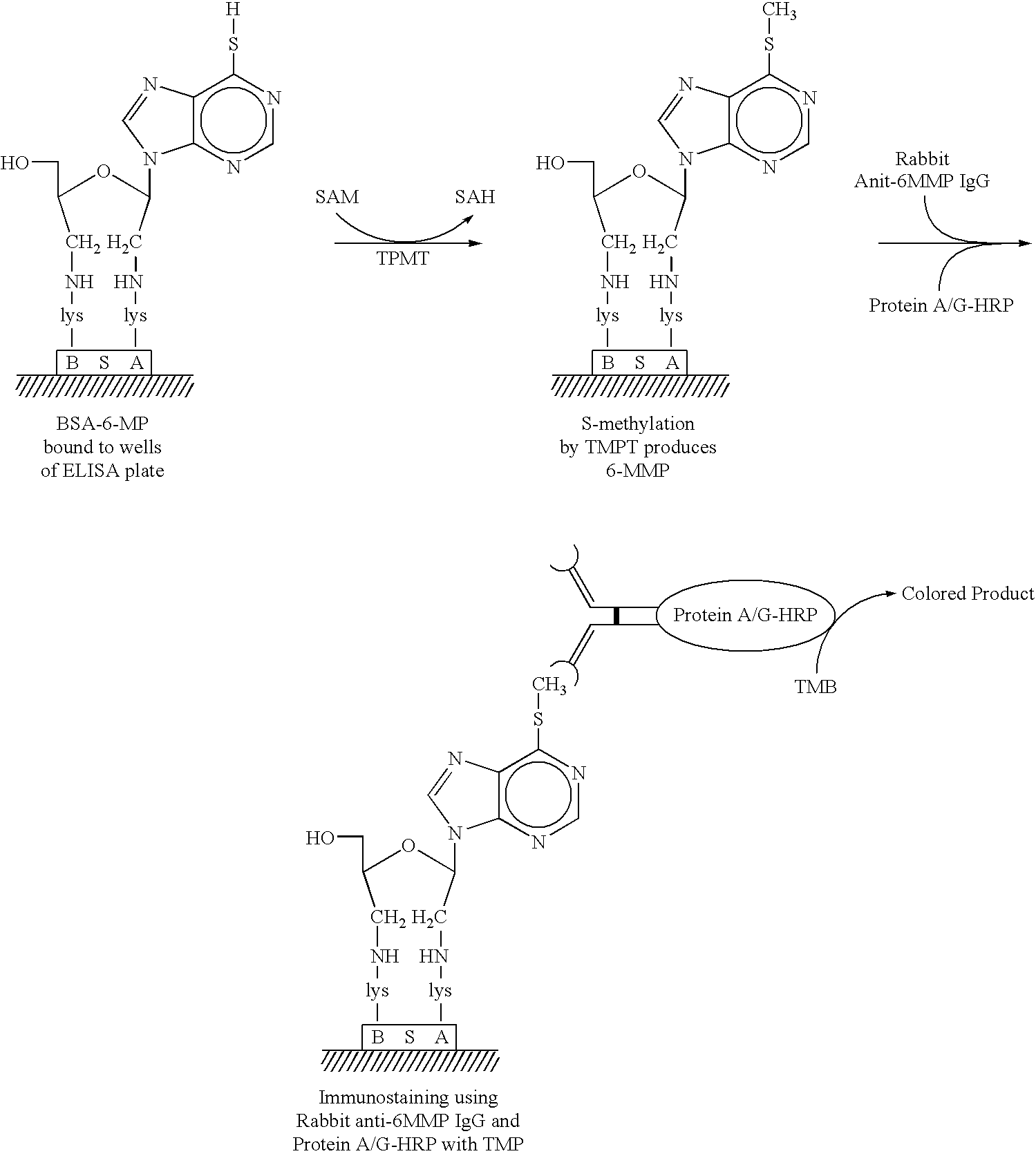 Rapid, immunochemical process for measuring thiopurine methyltransferase