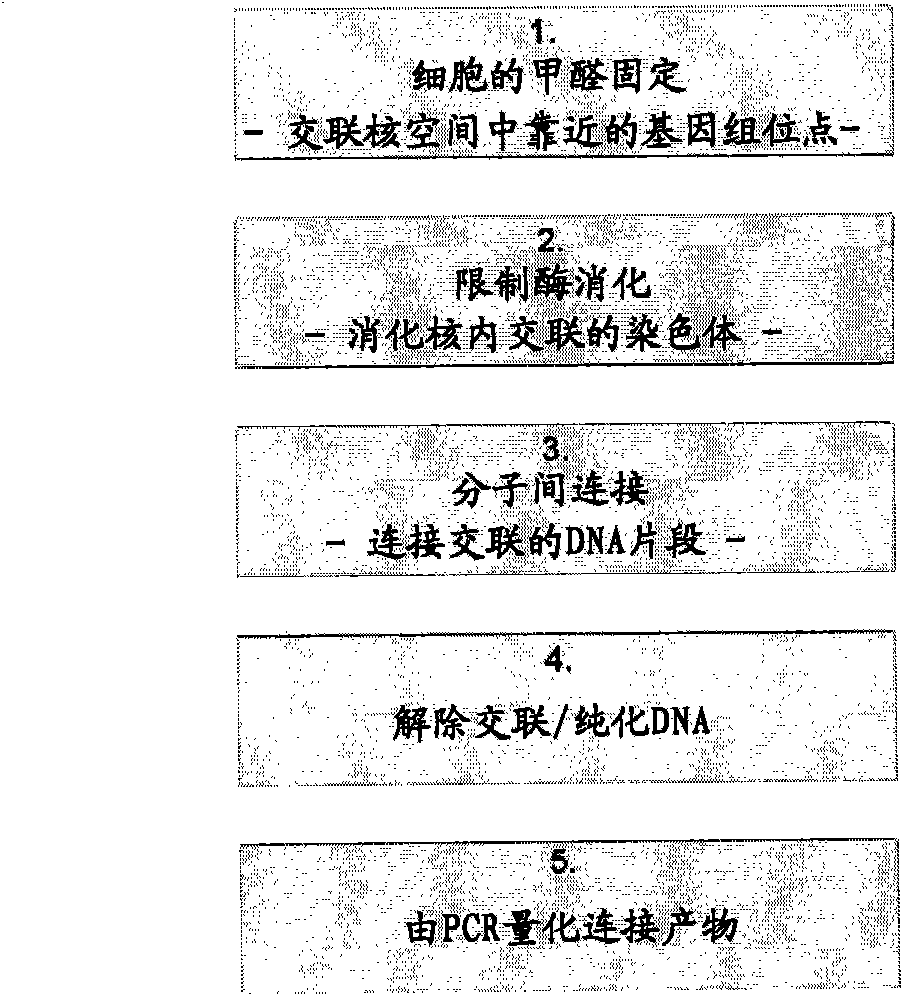 Circular chromosome conformation capture (4c)