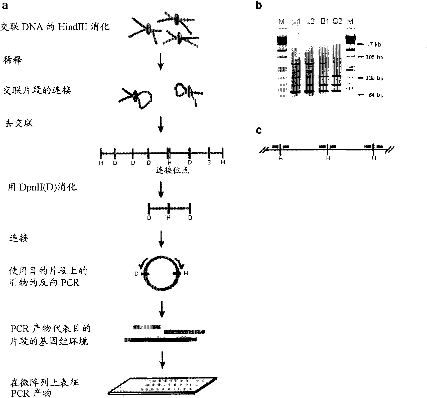 Circular chromosome conformation capture (4c)