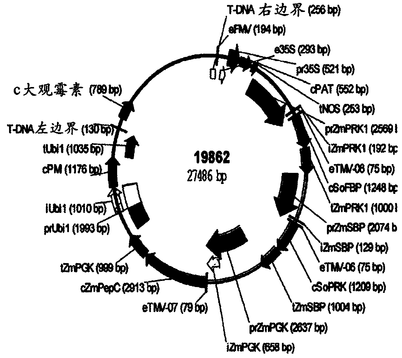 Polynucleotides, polypeptides and methods for enhancing photossimilation in plants