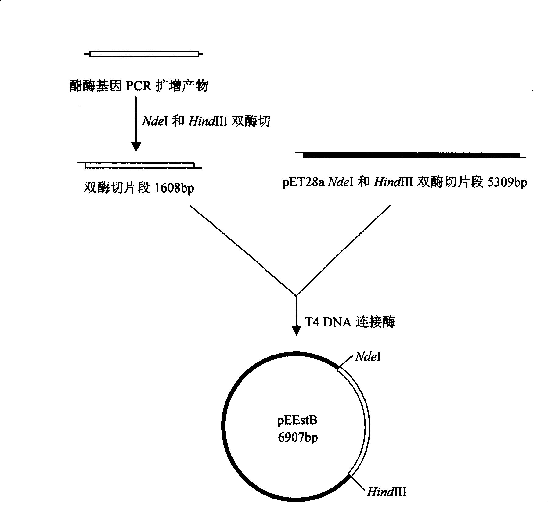 Esterase, encoding genes and use thereof