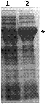 A kind of thioether monooxygenase derived from Pseudomonas and its synthetic application