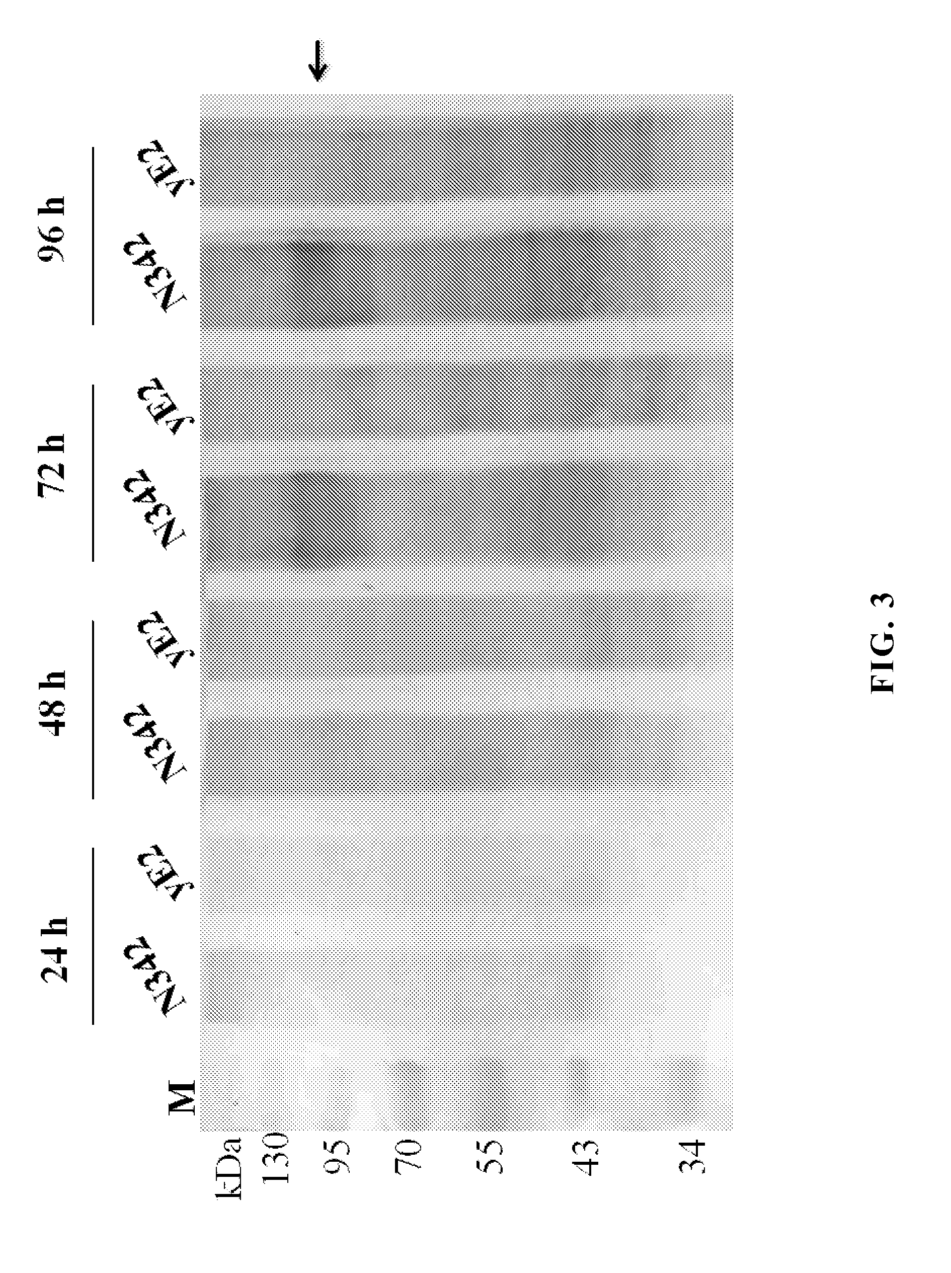 Yeast expressed classical swine fever virus glycoprotein e2 and use thereof