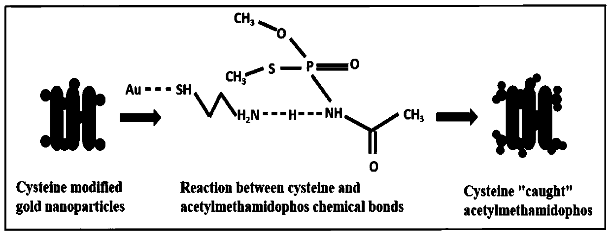 Cysteamine modified gold nanorod method and substrate and method for detecting acephate