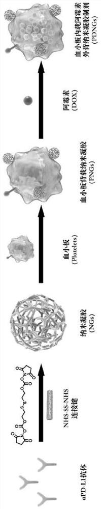 Engineered platelets of nanogel internally loaded with chemotherapeutic drugs and externally carried with immune checkpoint inhibitors as well as preparation method and application of engineered platelets