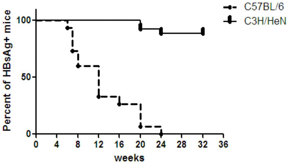 Method for constructing chronic transfection model of hepatitis B virus