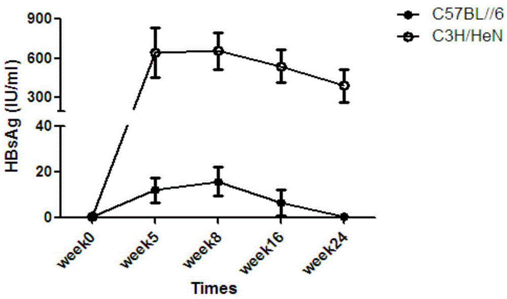 Method for constructing chronic transfection model of hepatitis B virus