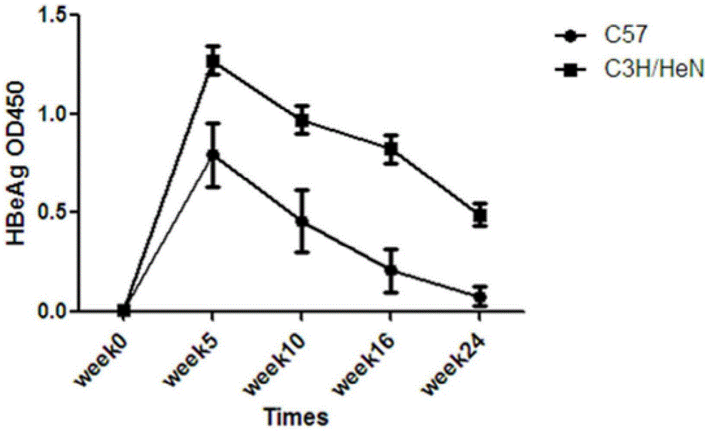 Method for constructing chronic transfection model of hepatitis B virus