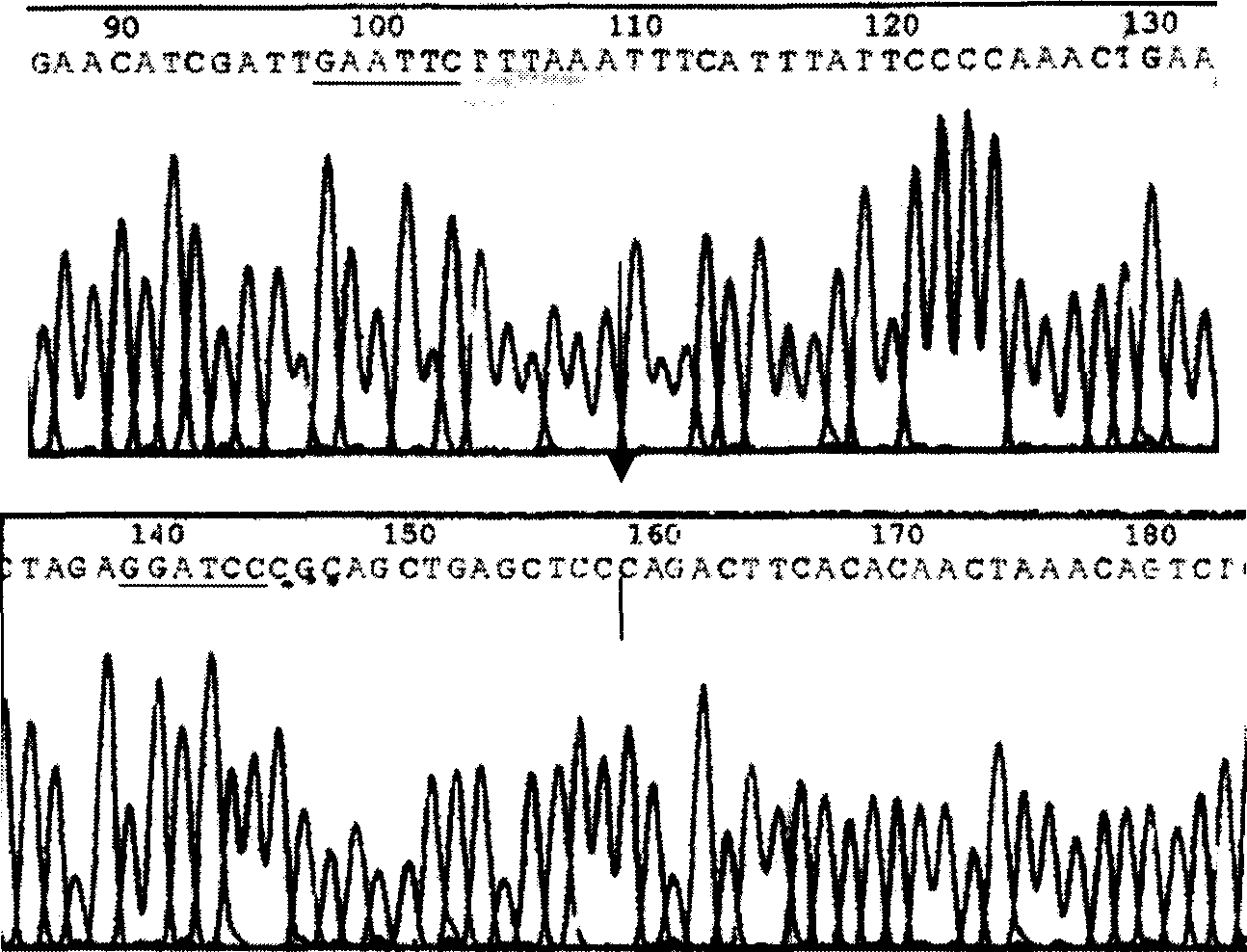 Phosphoric acid receptor protein gene glandular related viral vector and construction and application