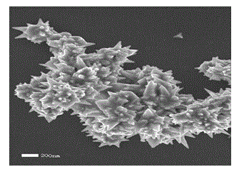 Super-structure Pd-Cu alloy and preparation method thereof