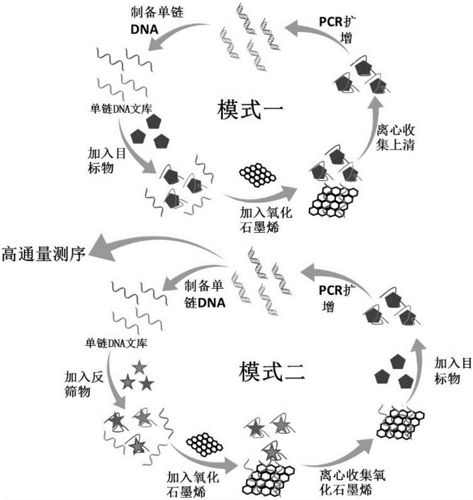 Human pancreatic polypeptide aptamer, and screening method and application thereof