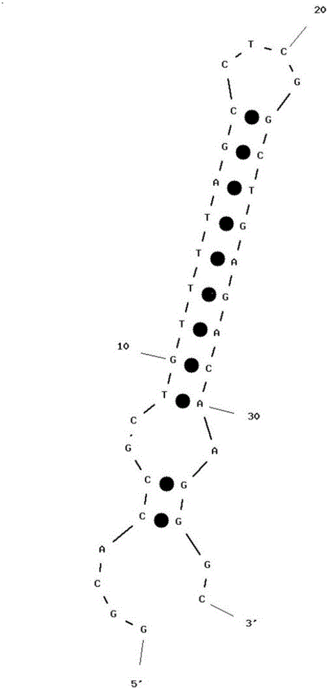 Human pancreatic polypeptide aptamer, and screening method and application thereof