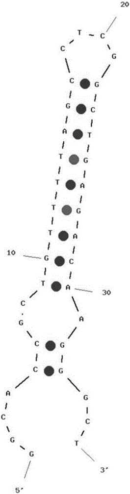 Human pancreatic polypeptide aptamer, and screening method and application thereof