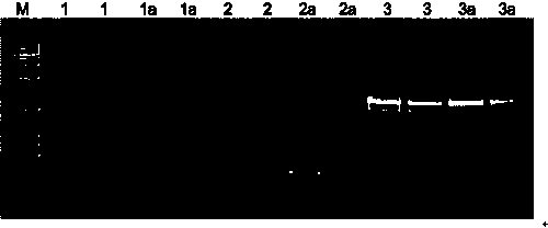 A kind of method for preparing hot start taq enzyme