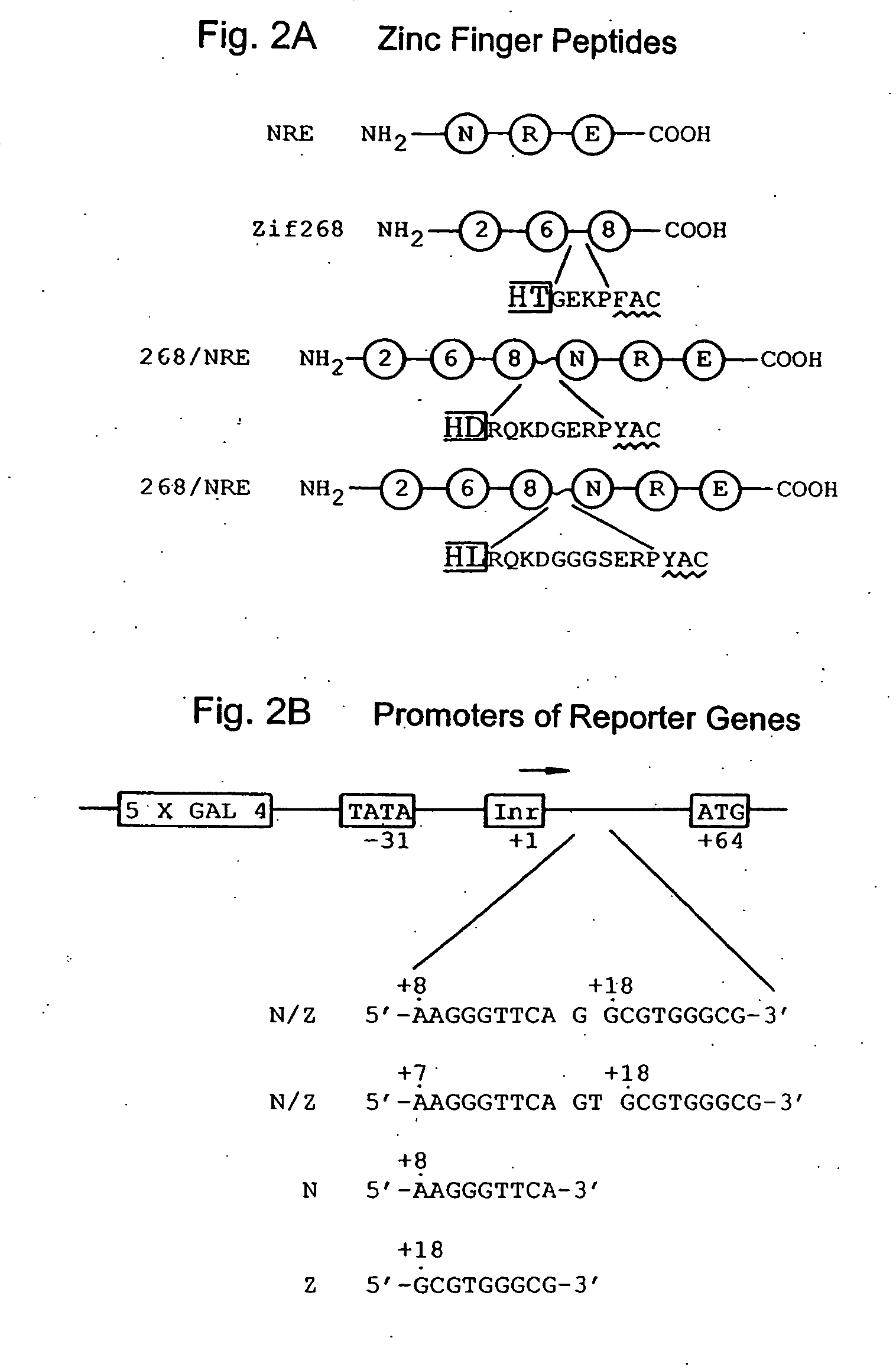 Poly-zinc finger proteins with improved linkers