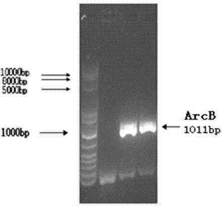 Enzymological detection method