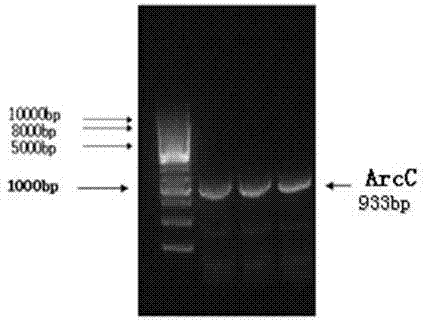 Enzymological detection method