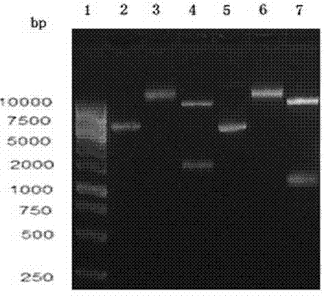 Enzymological detection method