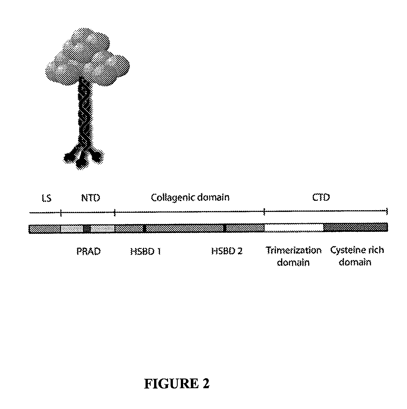 Peptides that enhance acetylcholinesterase expression