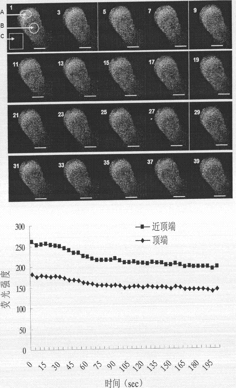 Fluorescence labeling method for free calcium ions of cotton pollen tube