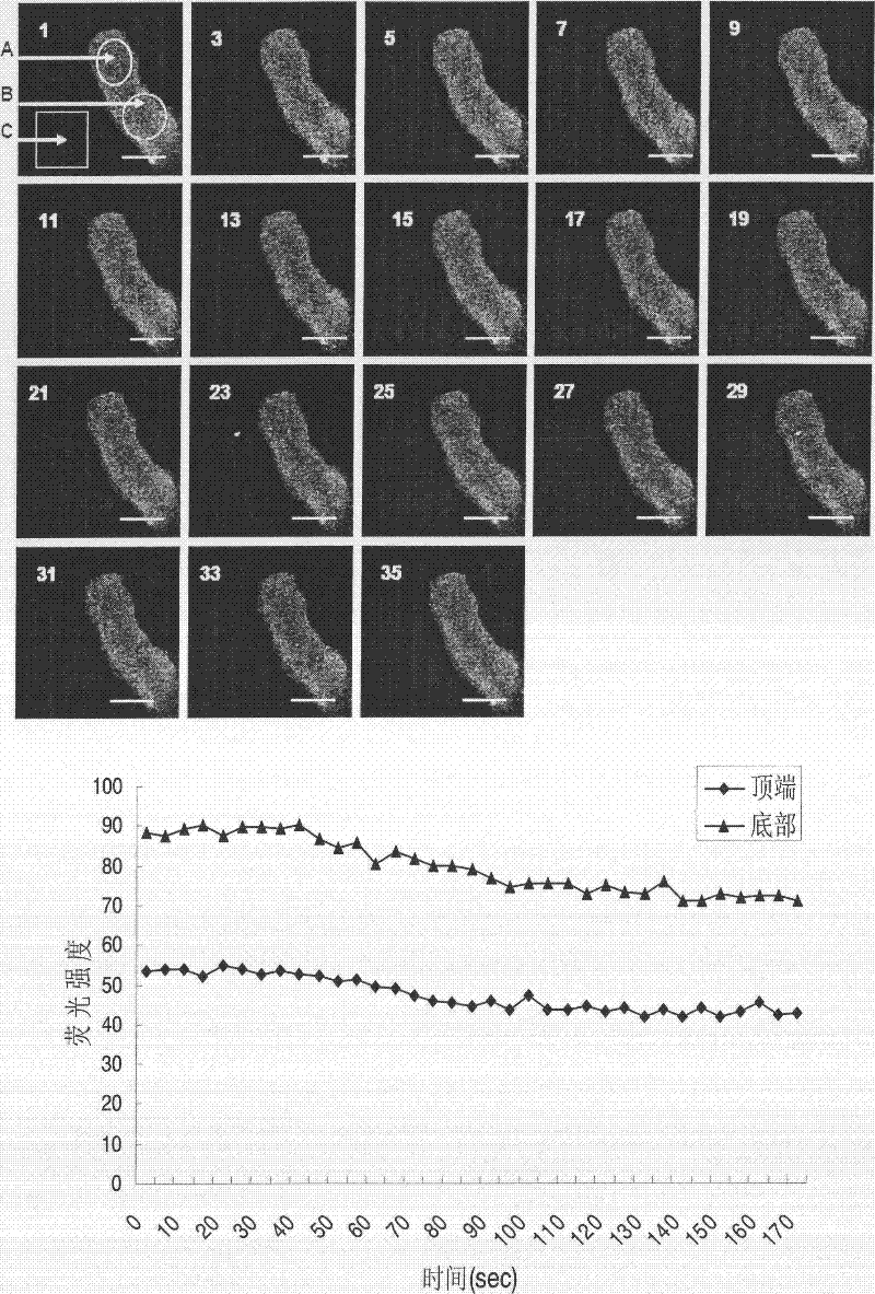 Fluorescence labeling method for free calcium ions of cotton pollen tube