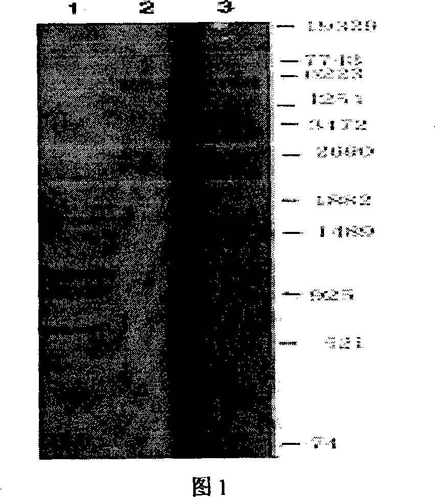 Rice OsCS coded sequence and application thereof