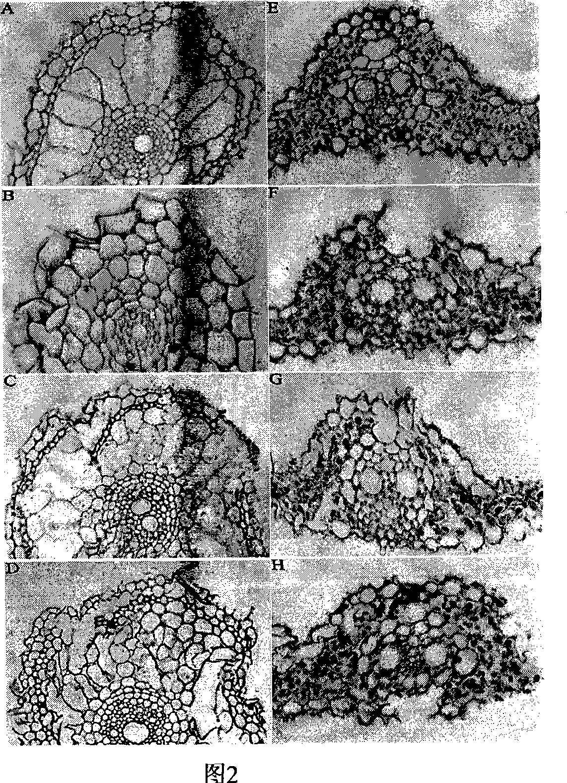 Rice OsCS coded sequence and application thereof