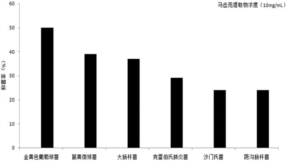 Portulaca oleracea l extract and applications thereof