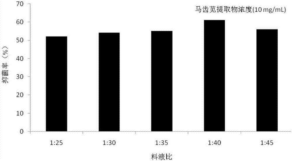 Portulaca oleracea l extract and applications thereof