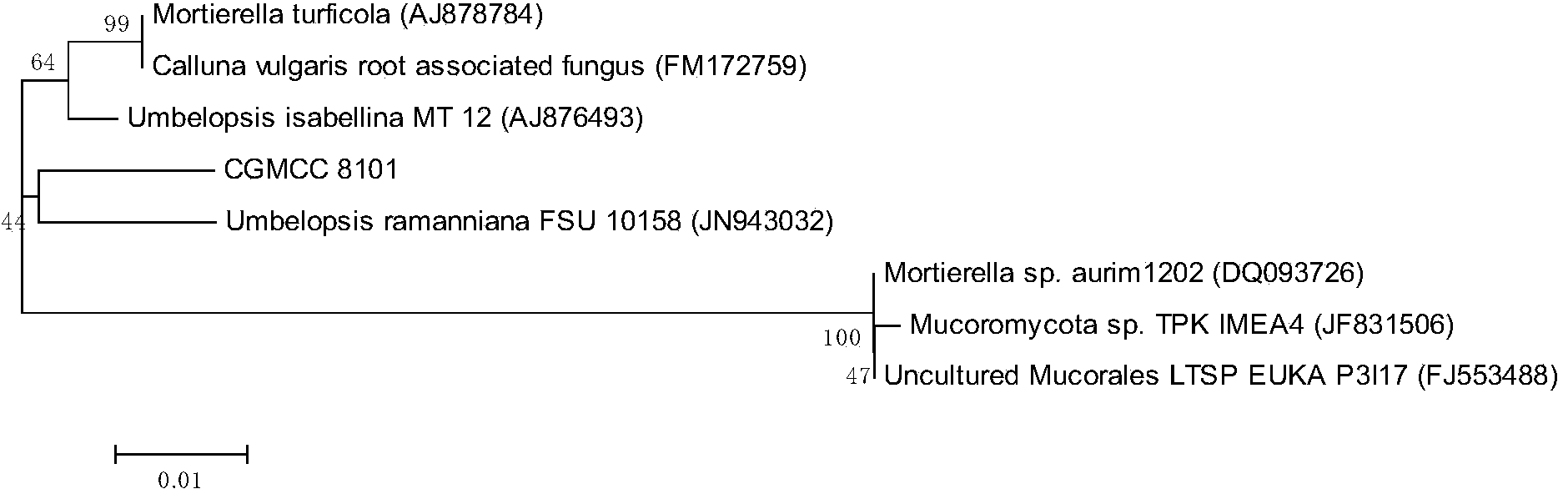 Umbelopsis sp. strain and mycelium extract thereof, as well as application