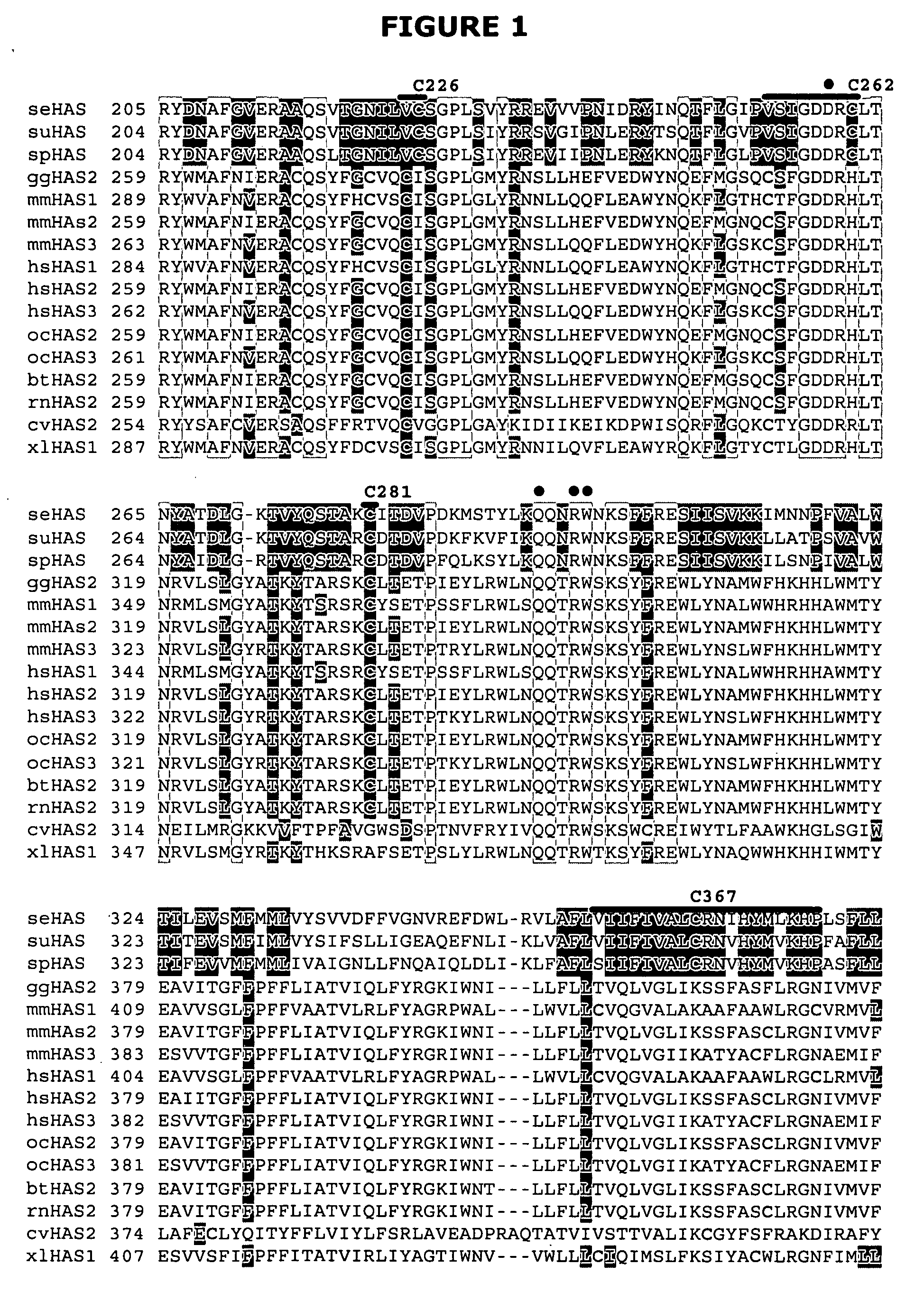 Hyaluronan synthases and methods of making and using same