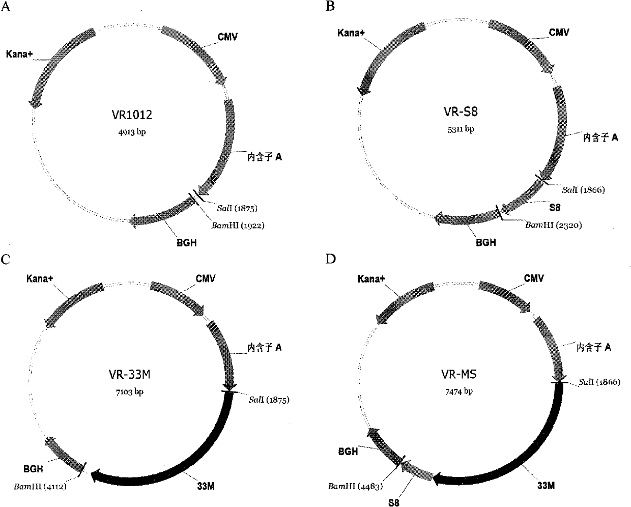 Tumor DNA vaccine taking mucin 1 and survivin as targets and viral vector vaccine