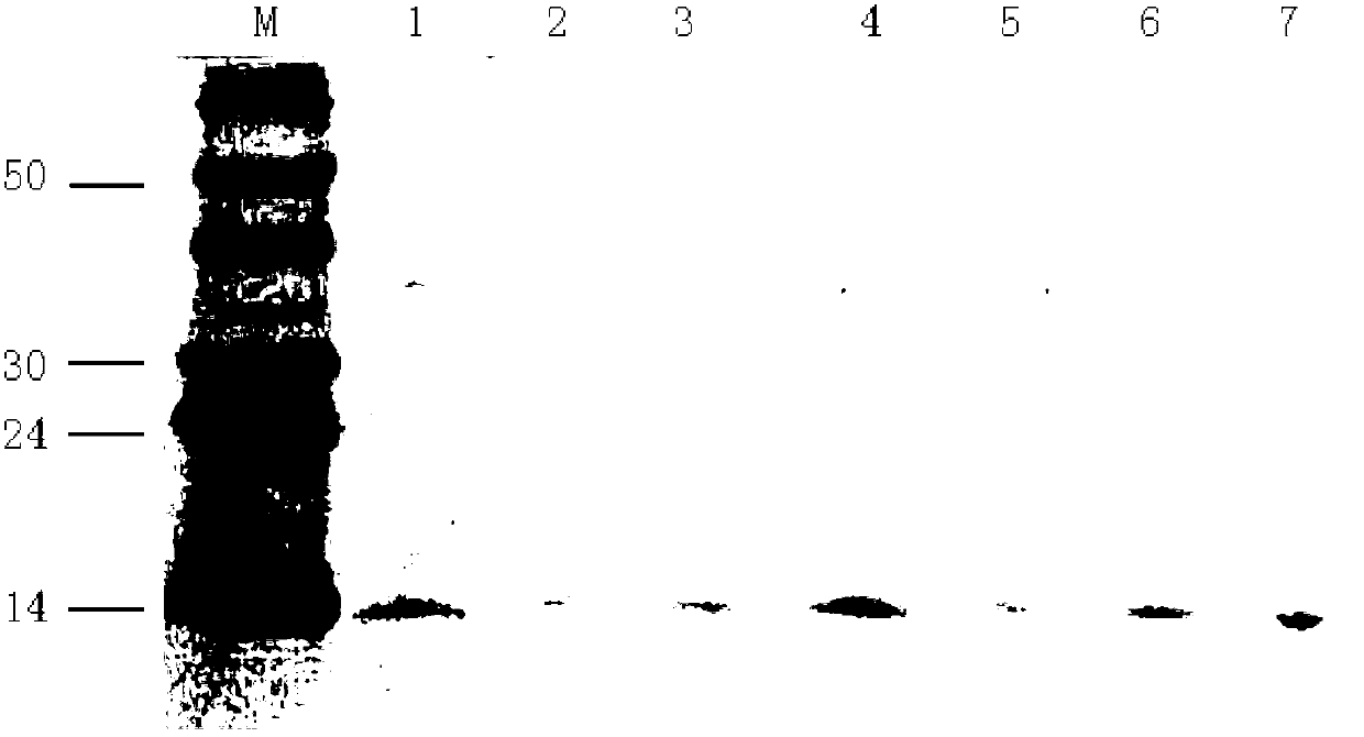 Recombinant human nerve growth factor purifying method based on CHO cell expression system